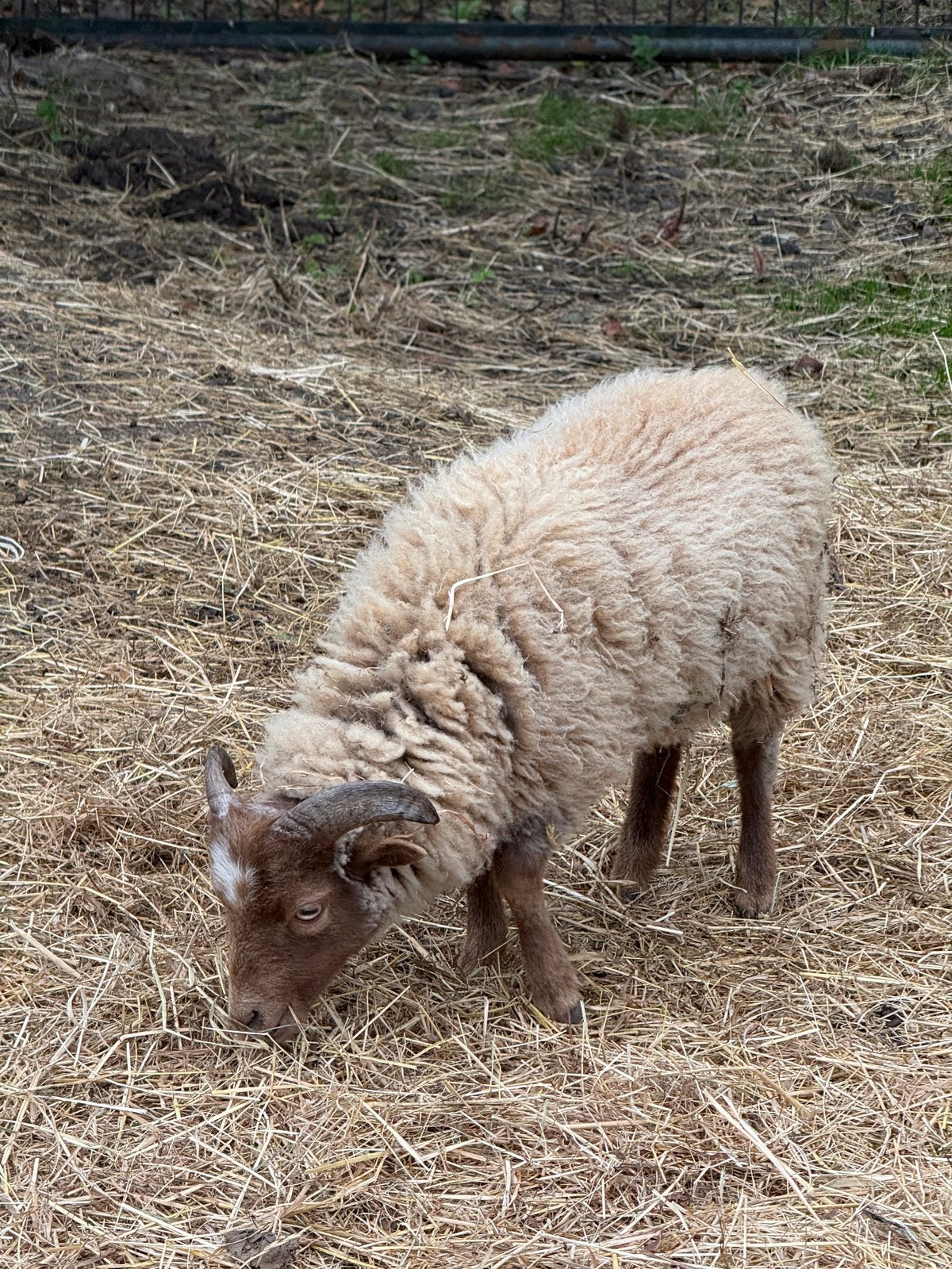 Bijzondere mooie Ouessant Rammetje, Dieren en Toebehoren