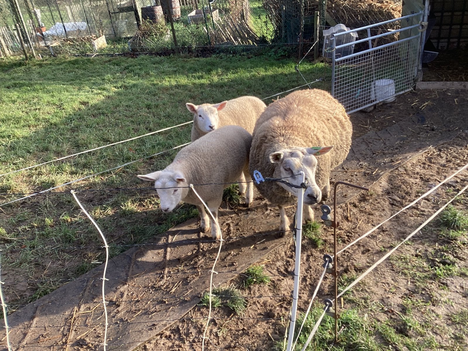 Te koop Tex/swift., Meerdere dieren, Schaap