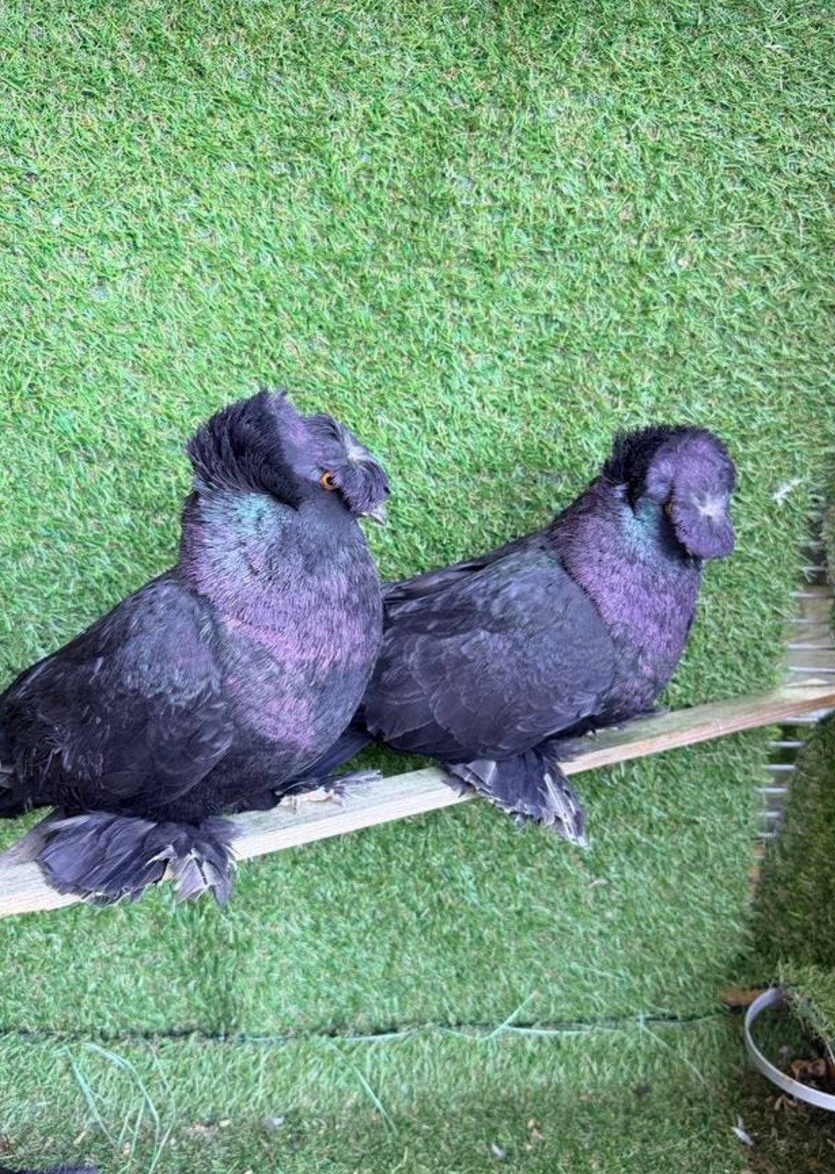 Twee duivenhokken en duiven gratis af te halen Alles gratis, Dieren en Toebehoren, Ophalen of Verzenden, Gebruikt, Hout, Vogelkooi
