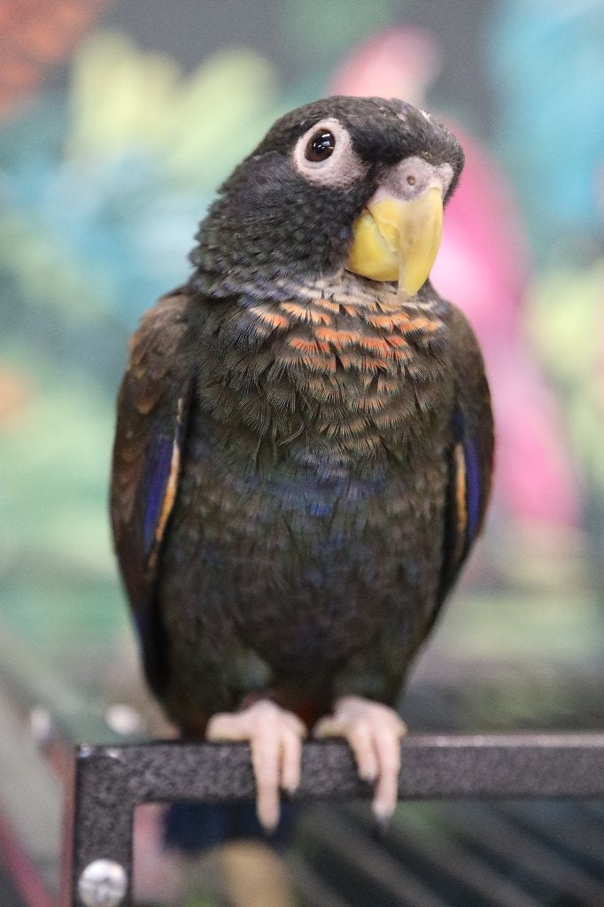 Lieve | Jonge Baby Pionussen Bronsvleugel | Handtam | Getest, Meerdere dieren, Papegaai, Pratend