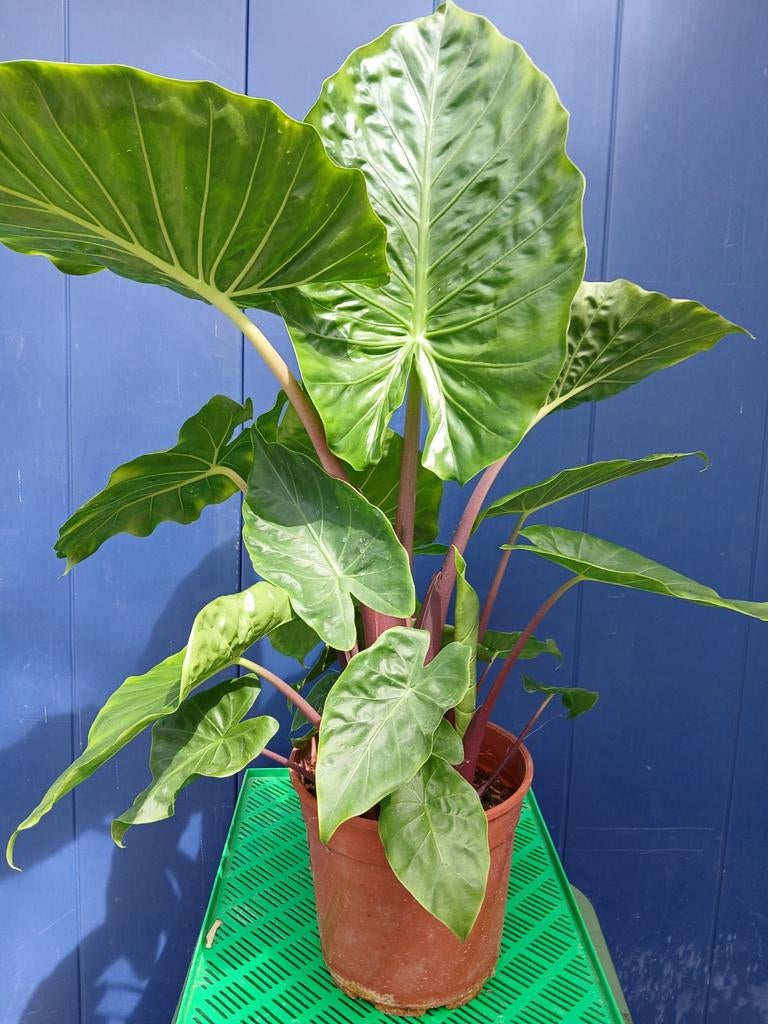 Grote Alocasia Kamerplant in Pot - imperial red, Huis en Inrichting, Kamerplanten, Ophalen, Overige soorten, Halfschaduw, In pot