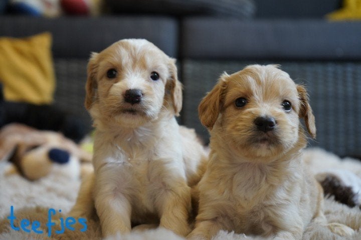 Mooie medium kruising labradoodle pups., Nederland, Parvo, Overige rassen, 8 tot 15 weken