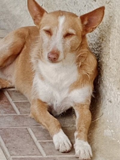 ACE: Bandi Rubio, een hond die vlug tevreden is!, Particulier, Buitenland, Parvo, Eén hond