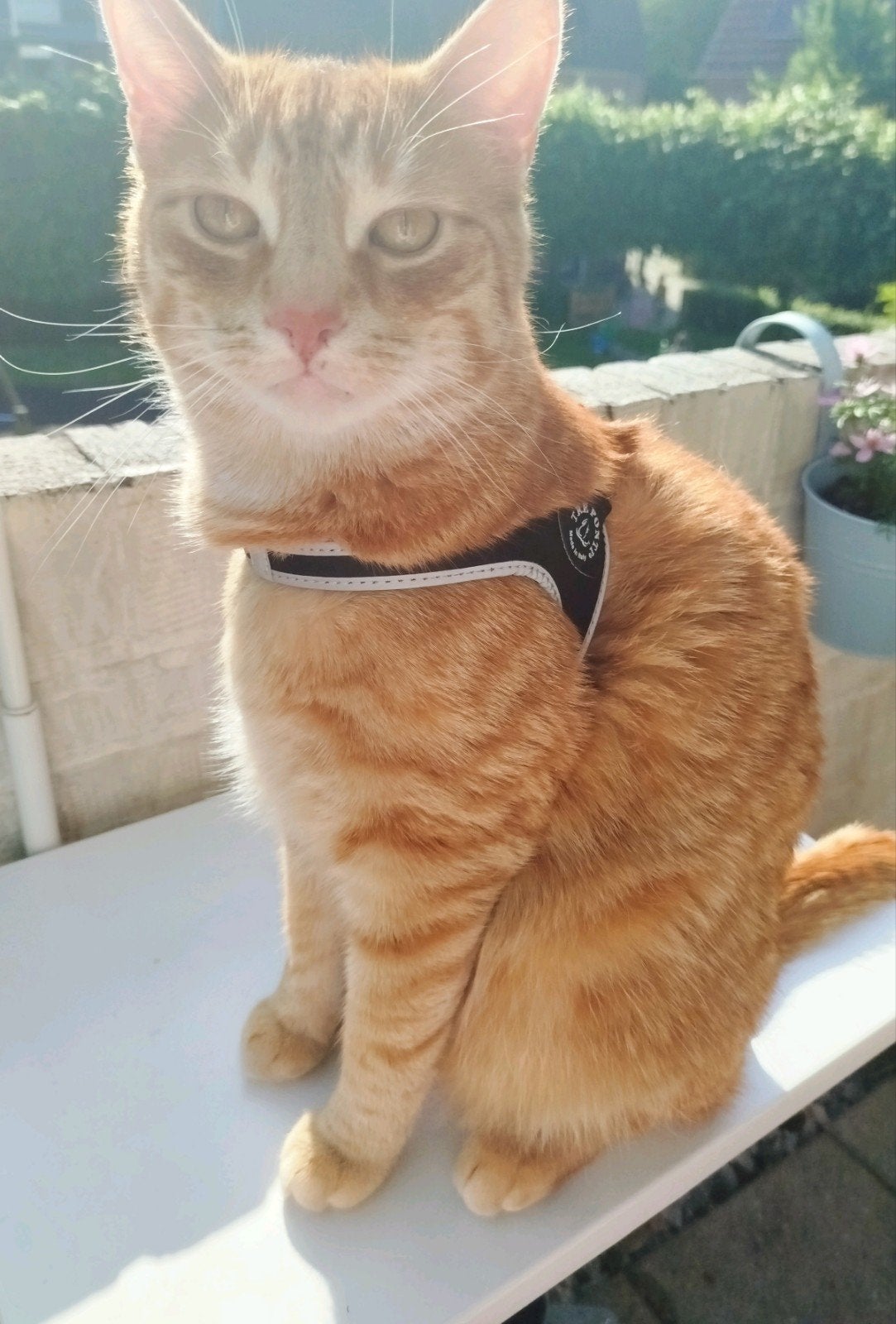 Katten tuigje  van Treponti, Ophalen