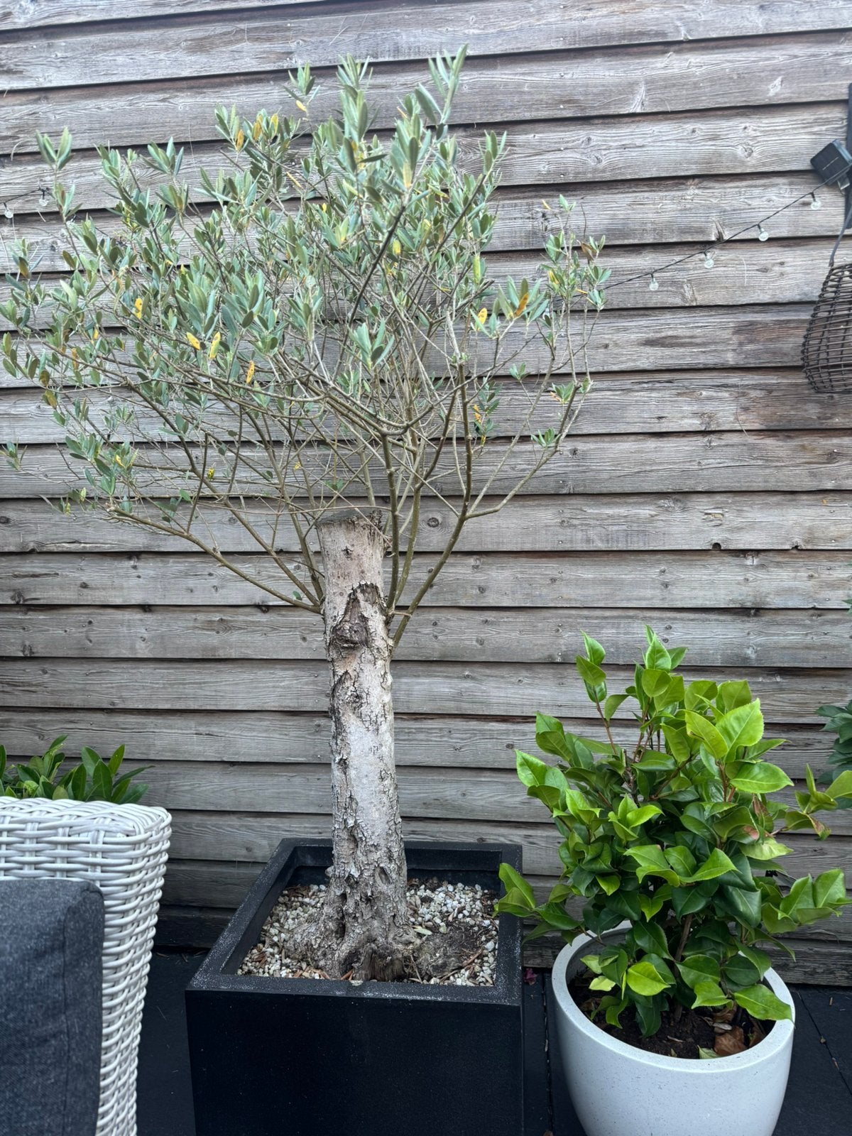Olijfboom, 100 tot 250 cm, Olijfboom, Zomer, Ophalen