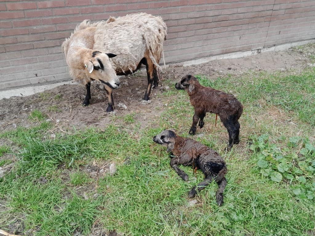 Maasduinen en Nolana lammeren te reserveren, Dieren en Toebehoren, Schapen, Geiten en Varkens, Meerdere dieren, Schaap