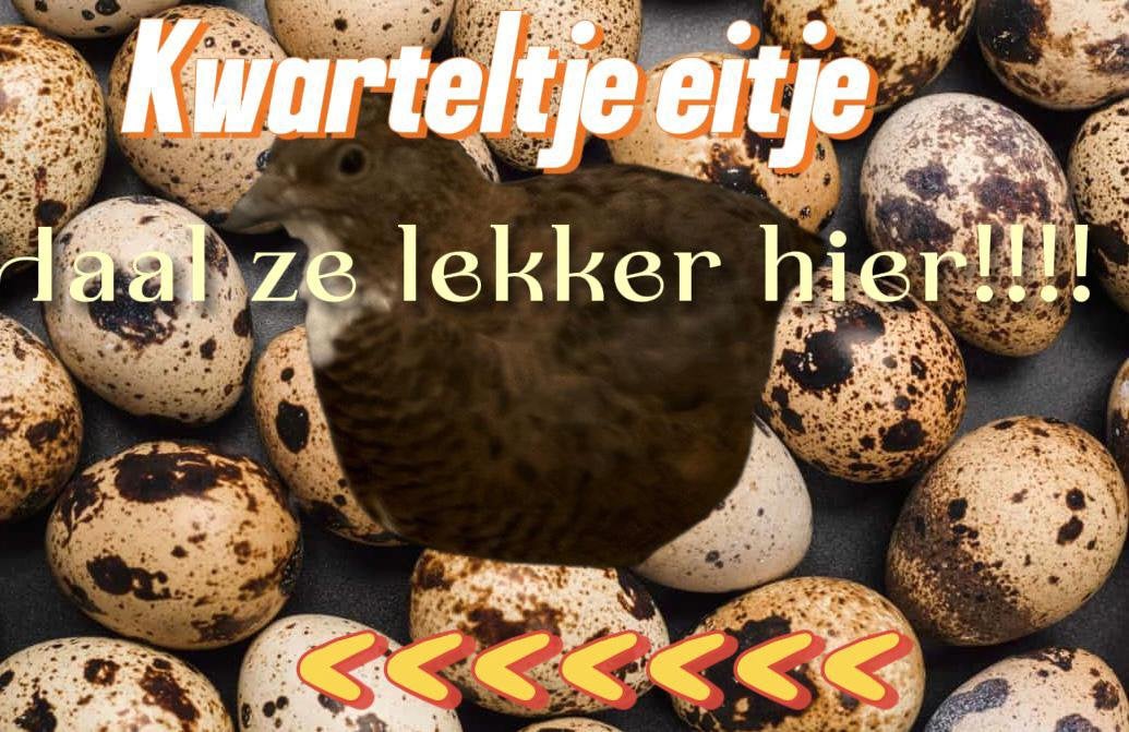 Broedeieren Japanse kwartels, Dieren en Toebehoren, Geslacht onbekend, Overige soorten