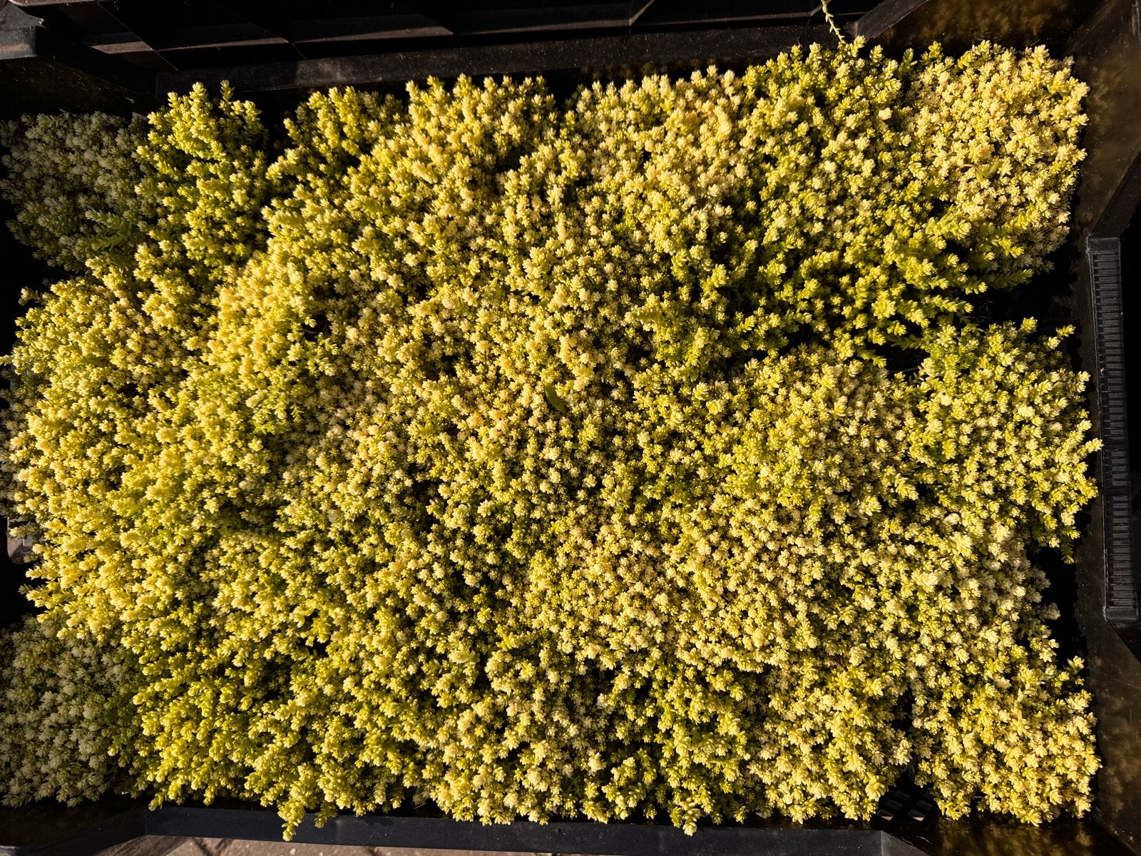 Foto 22 van Rotsplanten: 30 soorten,10 voor €10, sempervivum, sedums enz