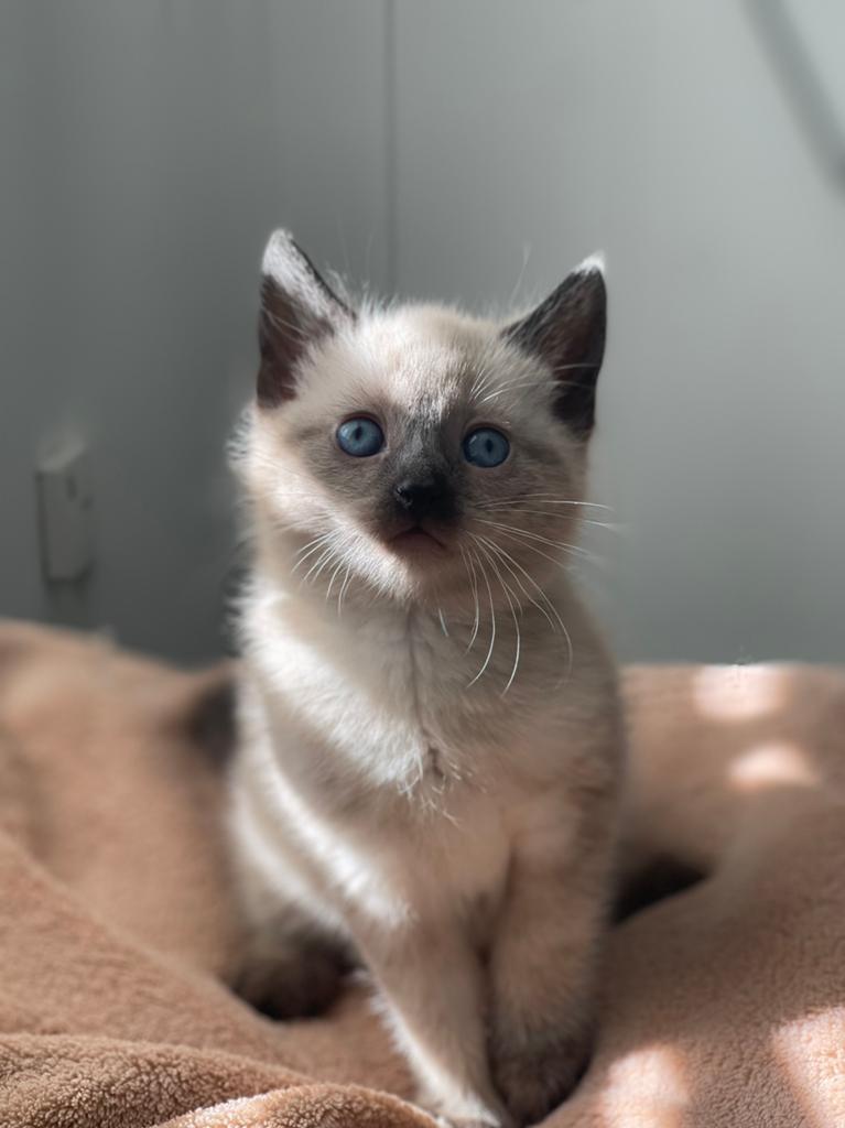 Lieve kittens, Dieren en Toebehoren, Meerdere dieren, Ontwormd