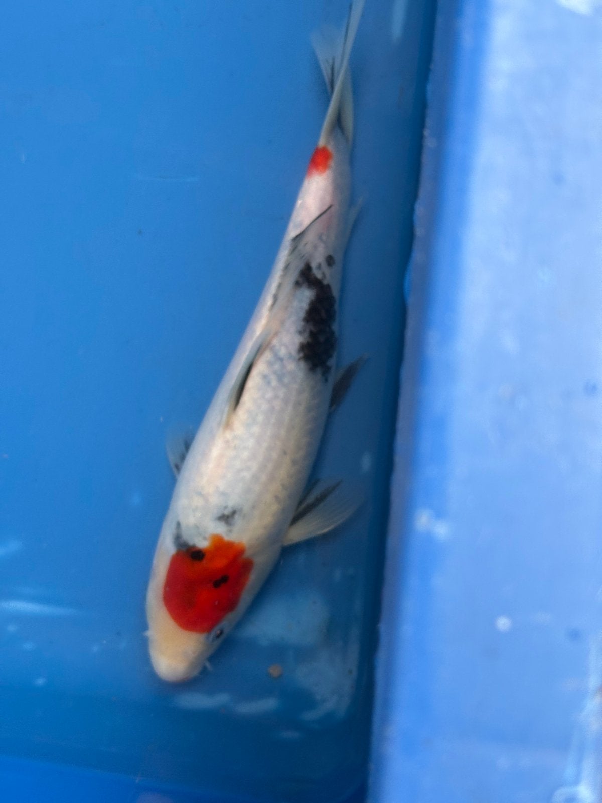 25 cm japanse tncho showa koi, Karper of Koi