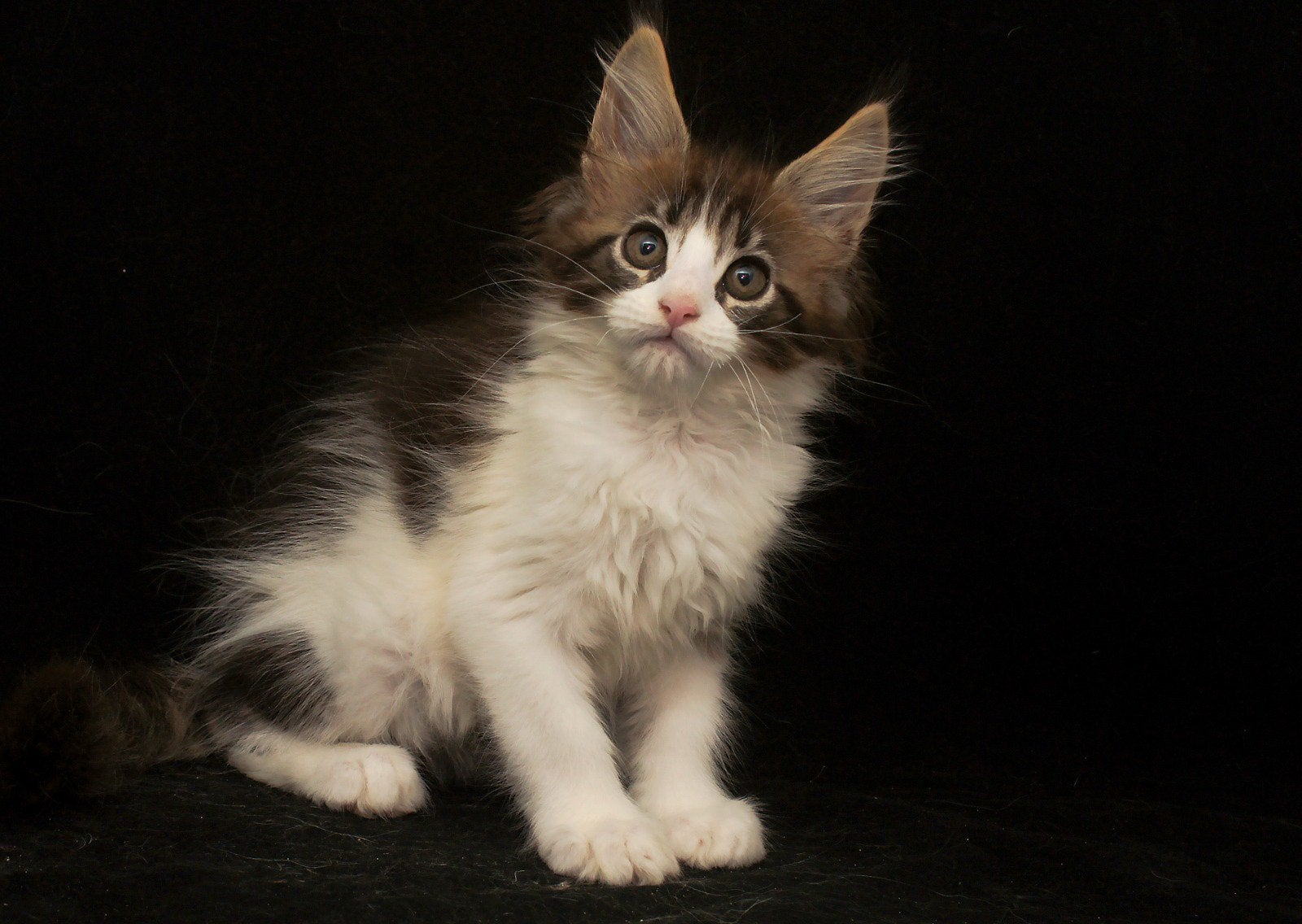 Maine coon kitten zoekt gouden mand, Meerdere dieren, Met stamboom, 0 tot 2 jaar