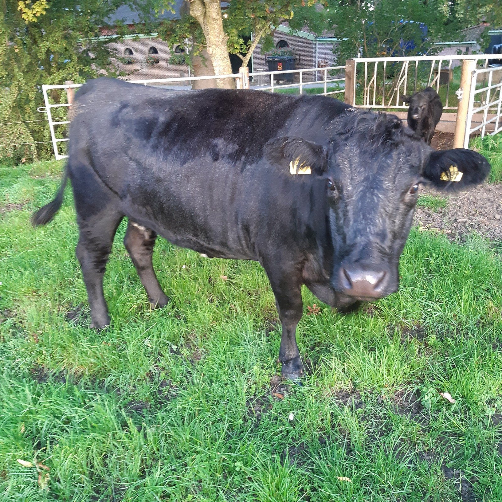 koeien met kalveren dexter black angus, Dieren en Toebehoren, Vrouwelijk