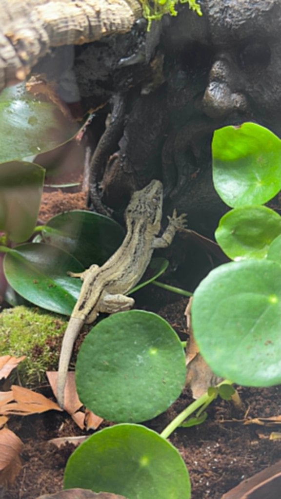 Gargyole Gecko striped mannetje Crested Gecko - male for sale from Tiborc Kolozsi