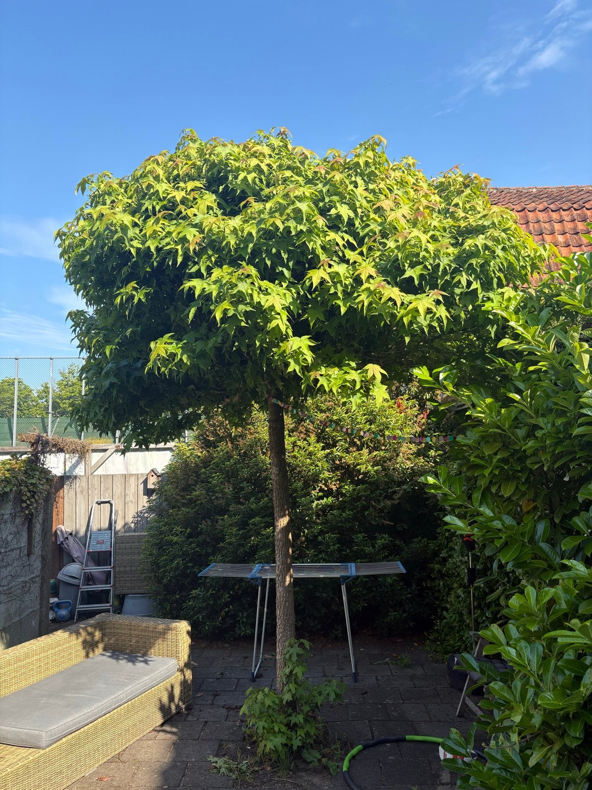 Prachtige plataan te koop - Ideaal voor elke tuin!, Tuin en Terras, Planten | Bomen, Bloeit niet, 400 cm of meer, Ophalen, Volle zon