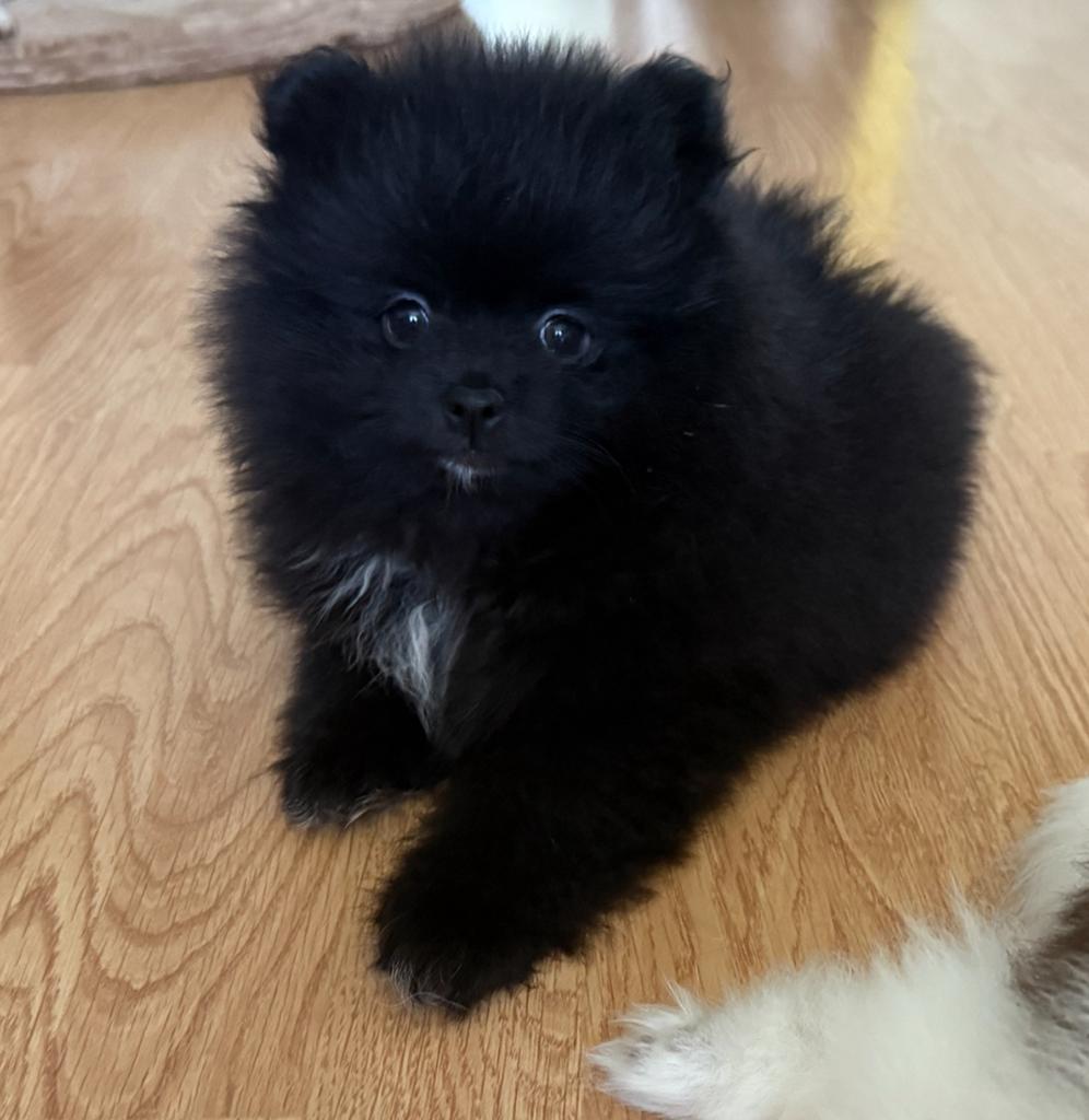 Pomeriaan/ Pomerianen pup Reutje te koop, Dieren en Toebehoren, Keeshond, Reu, 8 tot 15 weken, Parvo