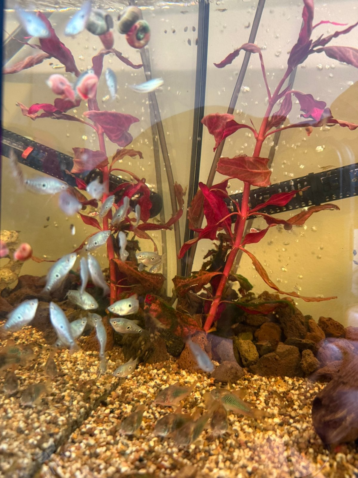 Blauwe spat X marmer gourami jongen, Vis