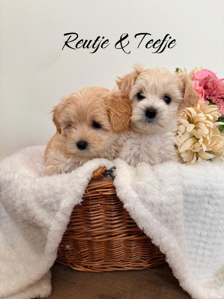 Schattige Toy Maltipoo pups F1 (1x reutje & 1x teefje), Dieren en Toebehoren, Parvo, Overige rassen, 8 tot 15 weken, Meerdere