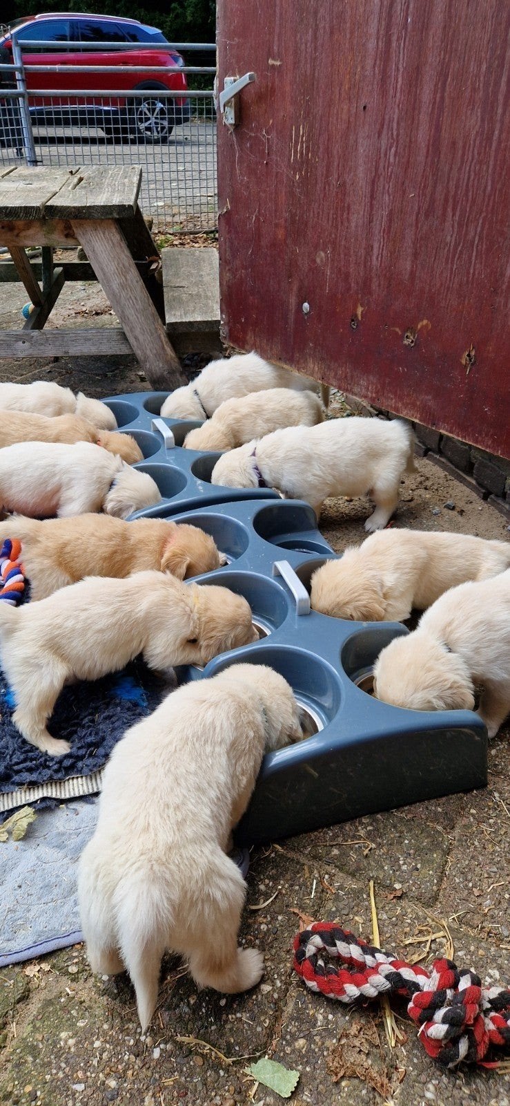 2 puppyvoertray voor 12 puppy's, Dieren en Toebehoren, Ophalen of Verzenden, Zo goed als nieuw