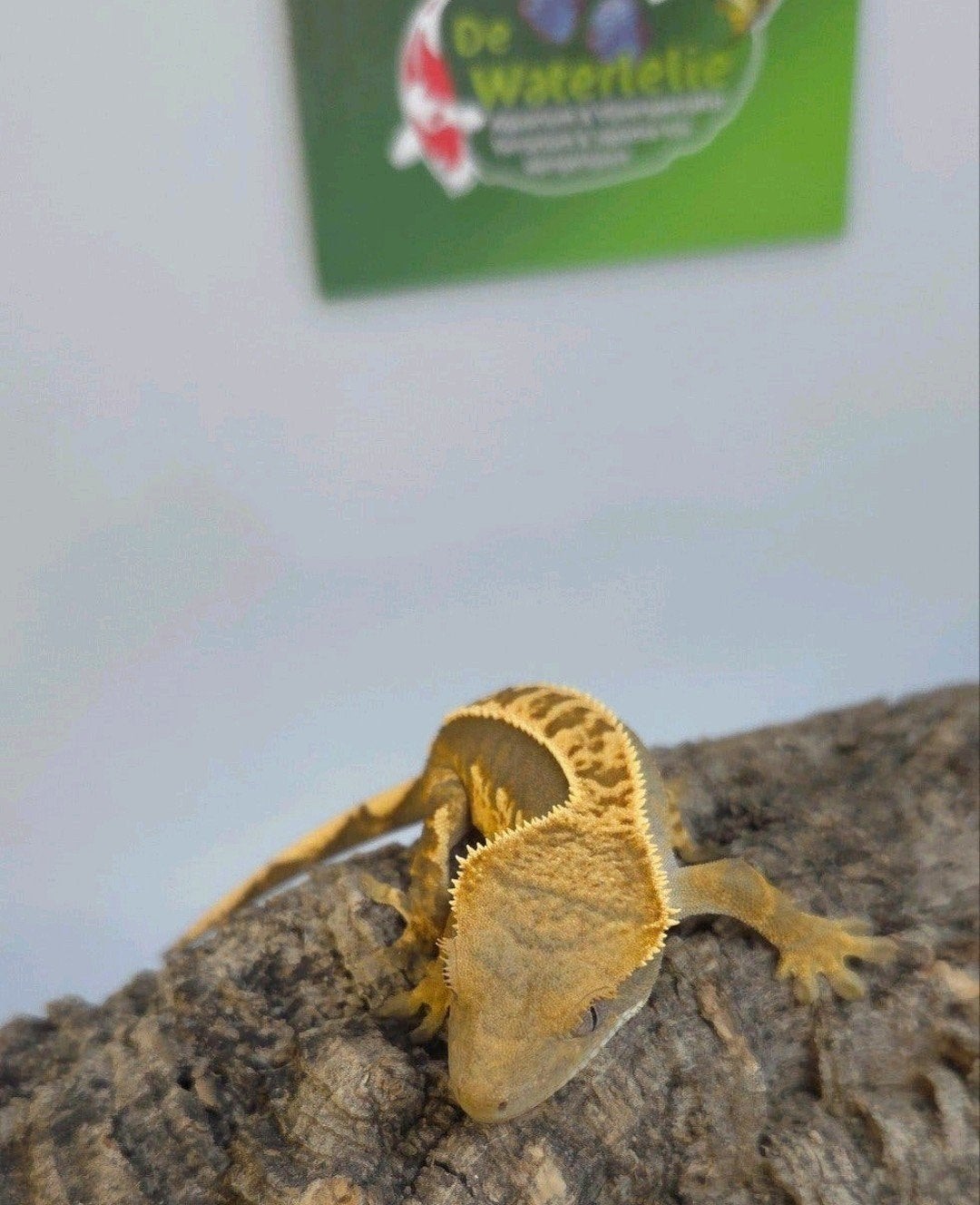 Wimpergekko 25% Korting Crested Gecko photo 3