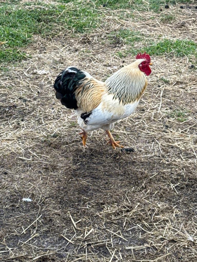 Mooie wyandotte jonge  haan, Dieren en Toebehoren, Mannelijk, Kip