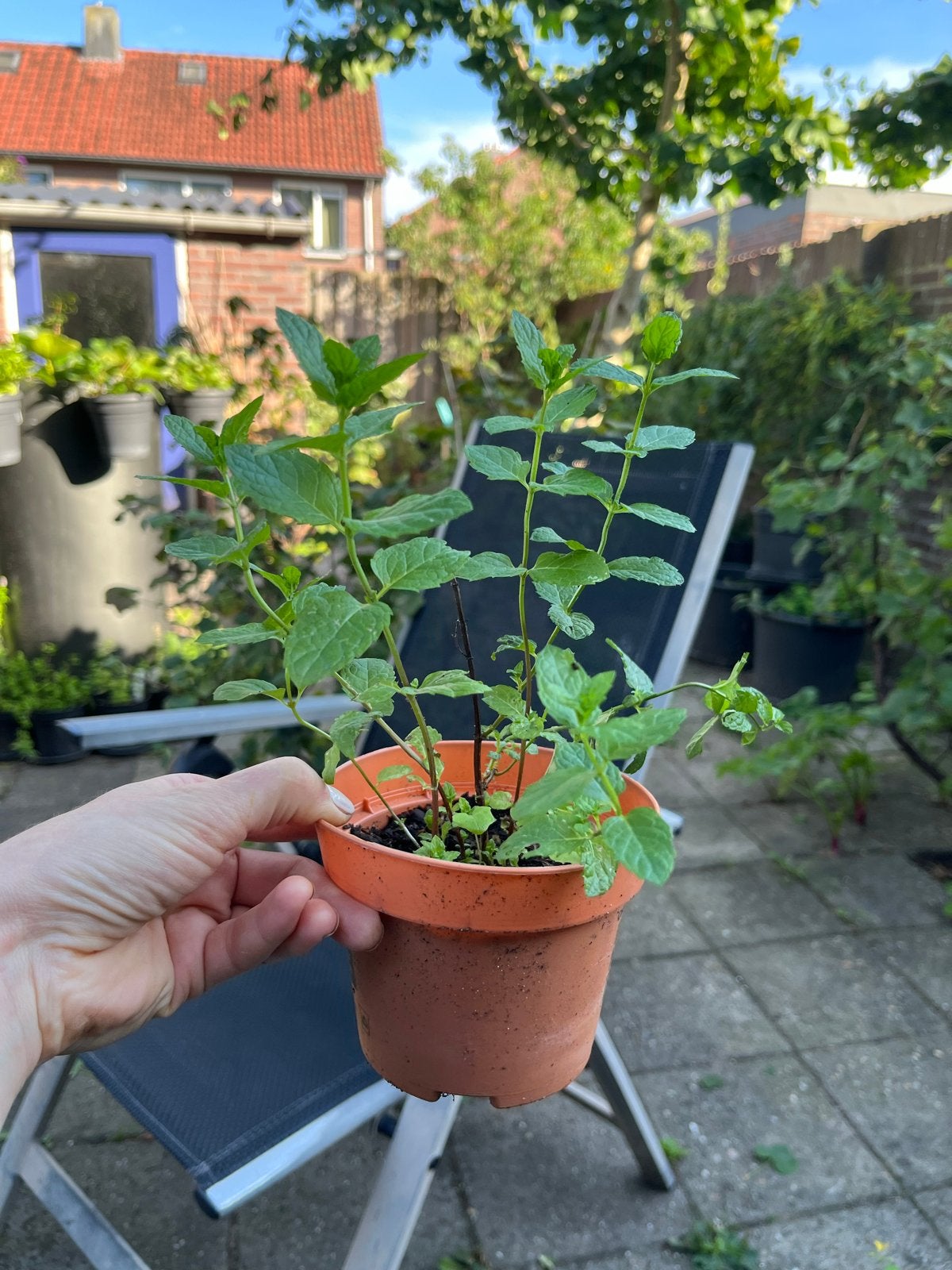 Bio Muntplant - Ideaal voor Thee en Gerechten -, Vaste plant, Ophalen of Verzenden, Halfschaduw, Kruiden