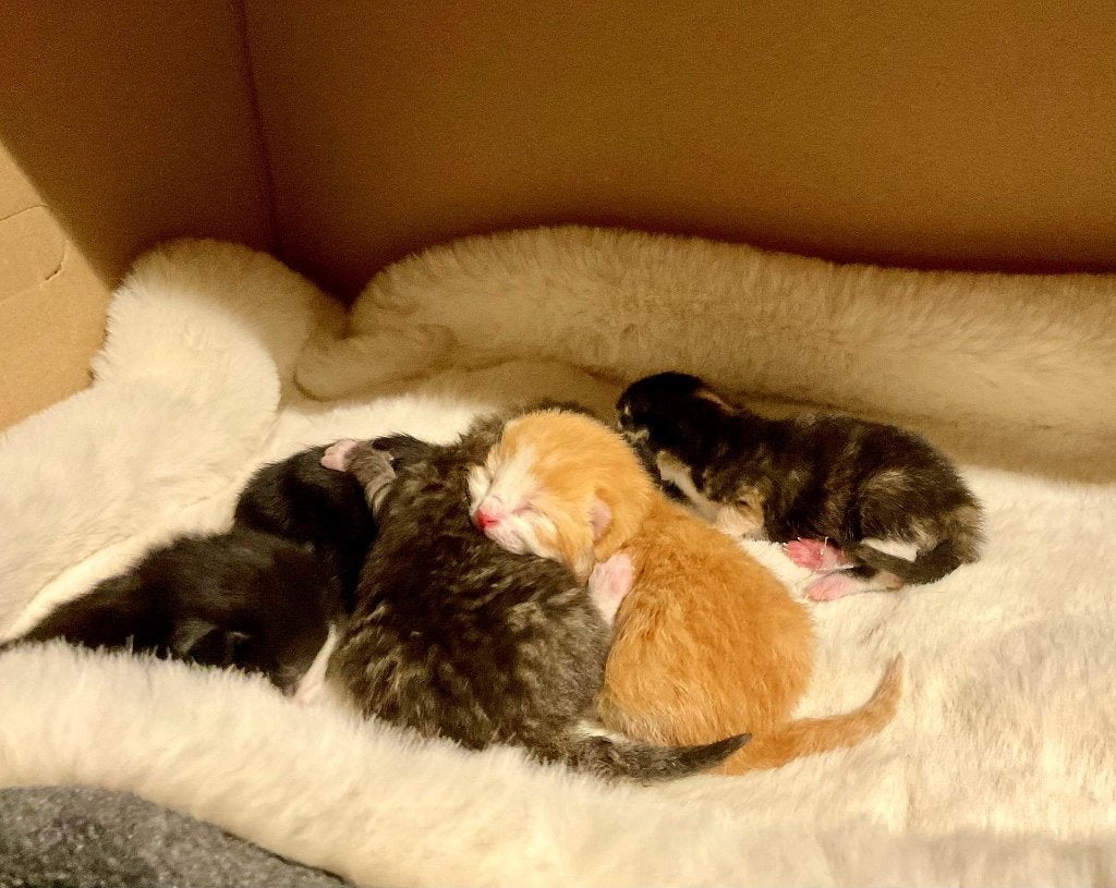 Ragdoll - Britse Korthaar x Perzische kittens [Fluffy Mix], Meerdere dieren, 0 tot 2 jaar