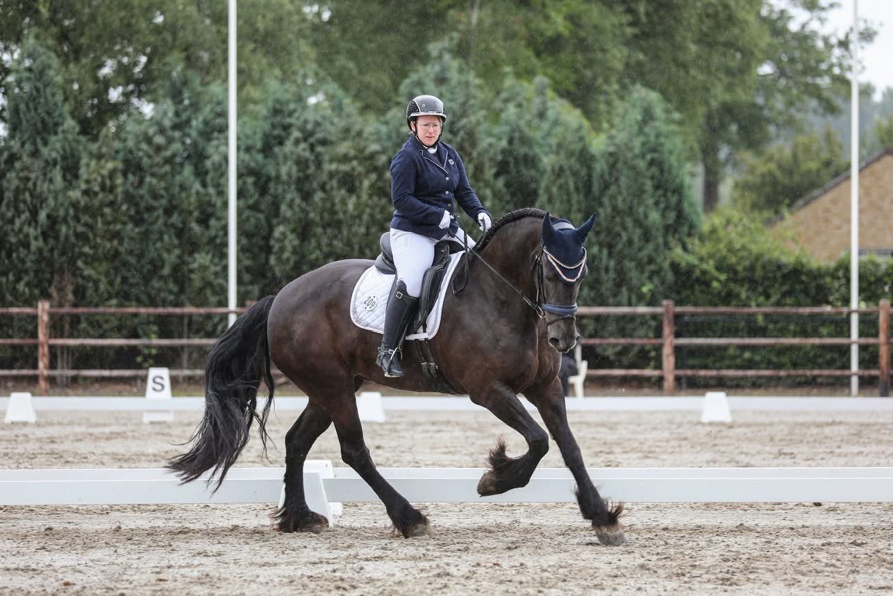 Lieve betrouwbare bijrijdster gezocht, Merrie, Dressuurpaard, 170 tot 175 cm, 11 jaar of ouder