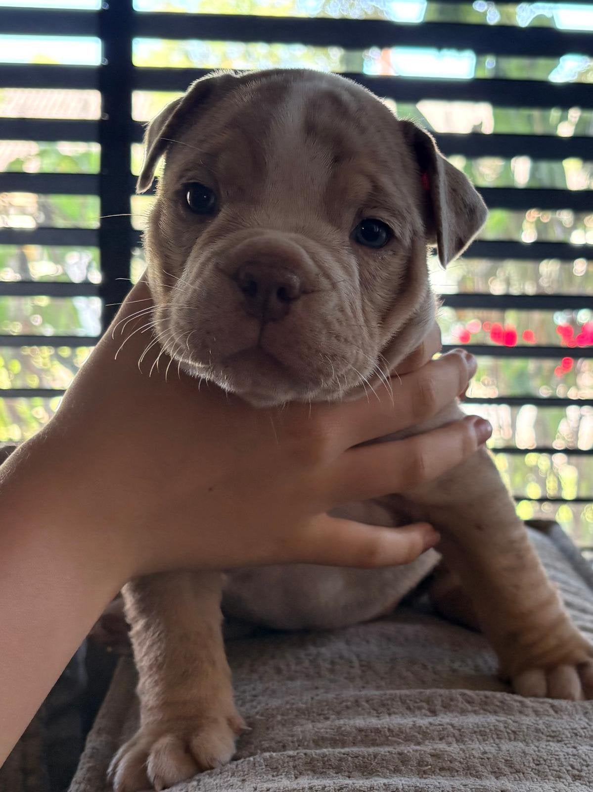 Old english bulldog pups, Parvo, 8 tot 15 weken, Bulldog, Meerdere