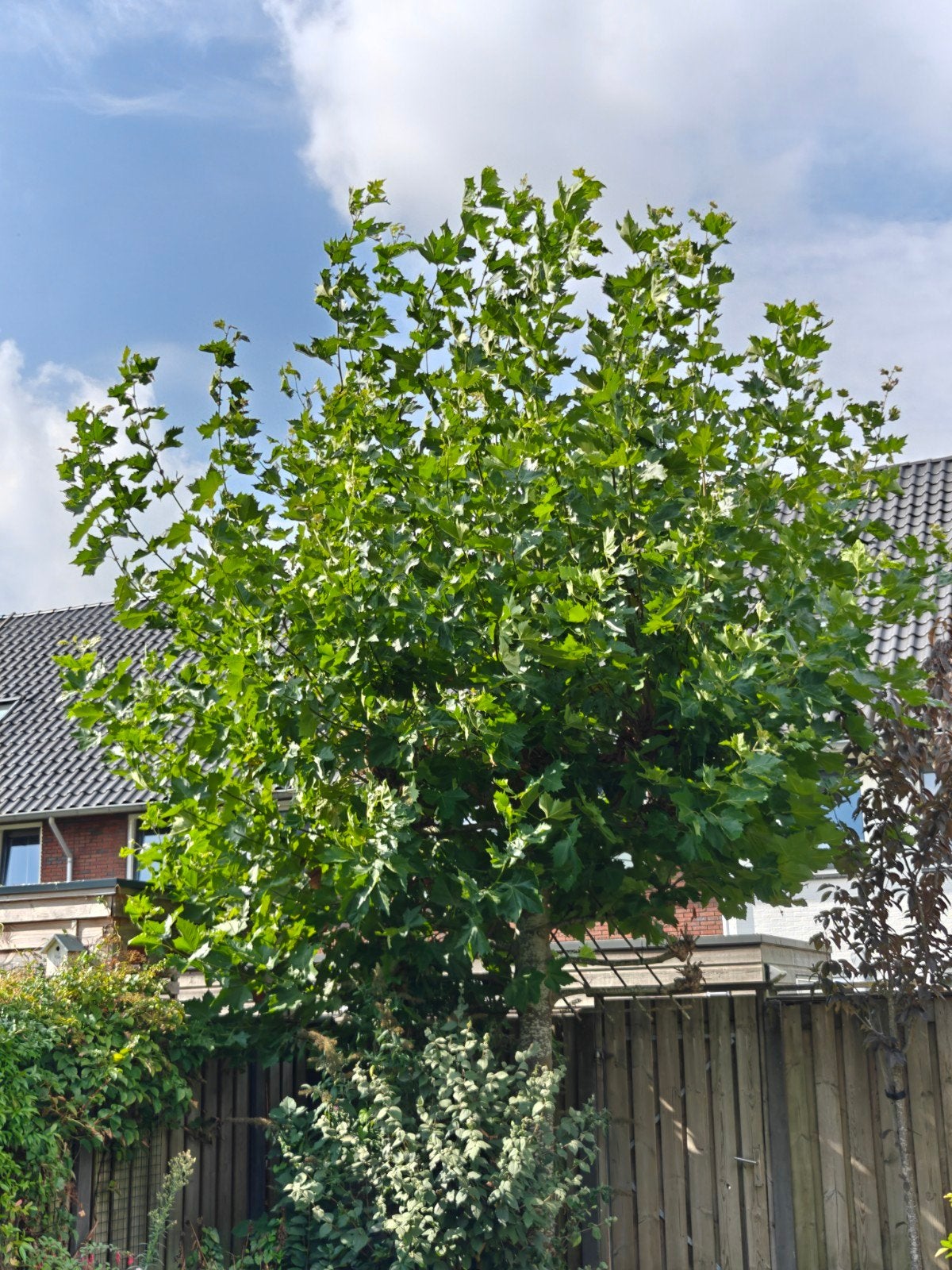 Gratis: takken leiplataan, Tuin en Terras, Ophalen, Bloeit niet, Volle zon, Overige soorten