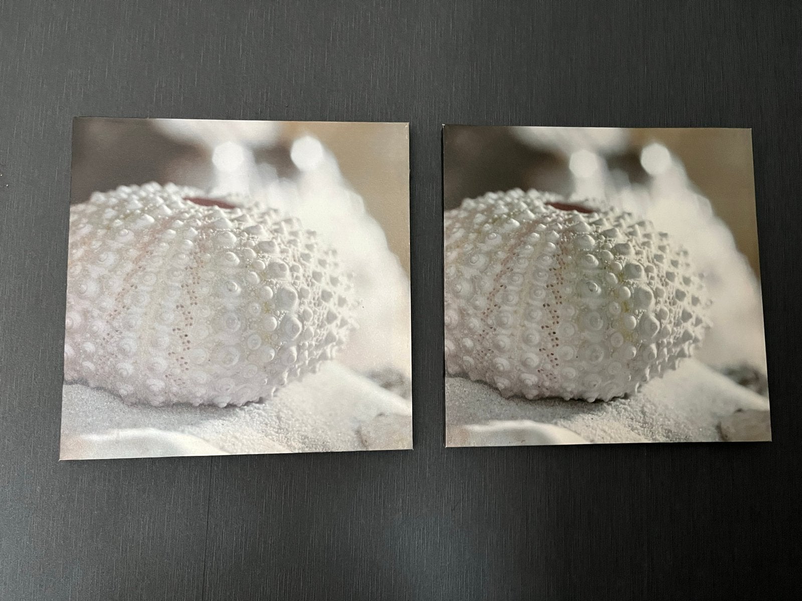 Twee Canvassen met Zee-egel Afbeelding (40x40 cm), Minder dan 50 cm, Gebruikt, Ophalen of Verzenden, Print