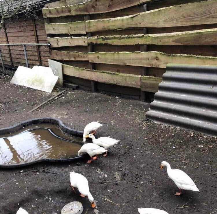 Woerden witte loopeend 8 week ook zwart en wildkleur, Meerdere dieren, Eend