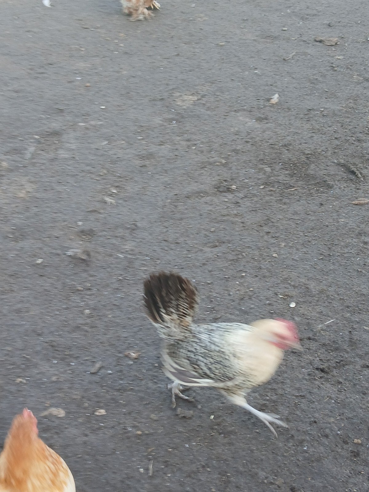 Friese krielen, Dieren en Toebehoren, Meerdere dieren, Kip