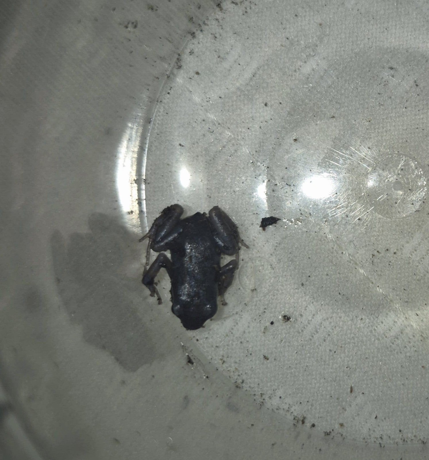 dendrobates Frog photo 2