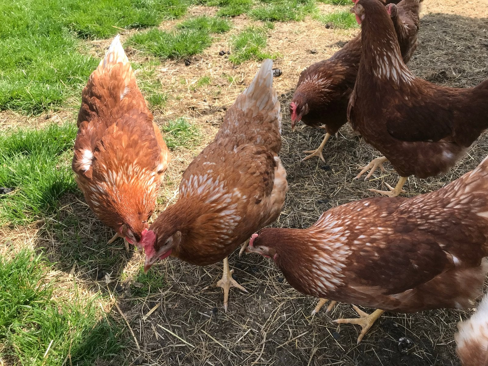 Jonge hennen legkippen lohmann en leghorn leghennen 19 weken, Dieren en Toebehoren, Pluimvee, Vrouwelijk, Kip