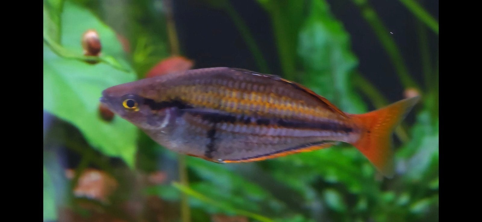 Melanotaenia Mairasi, Dieren en Toebehoren, Vis