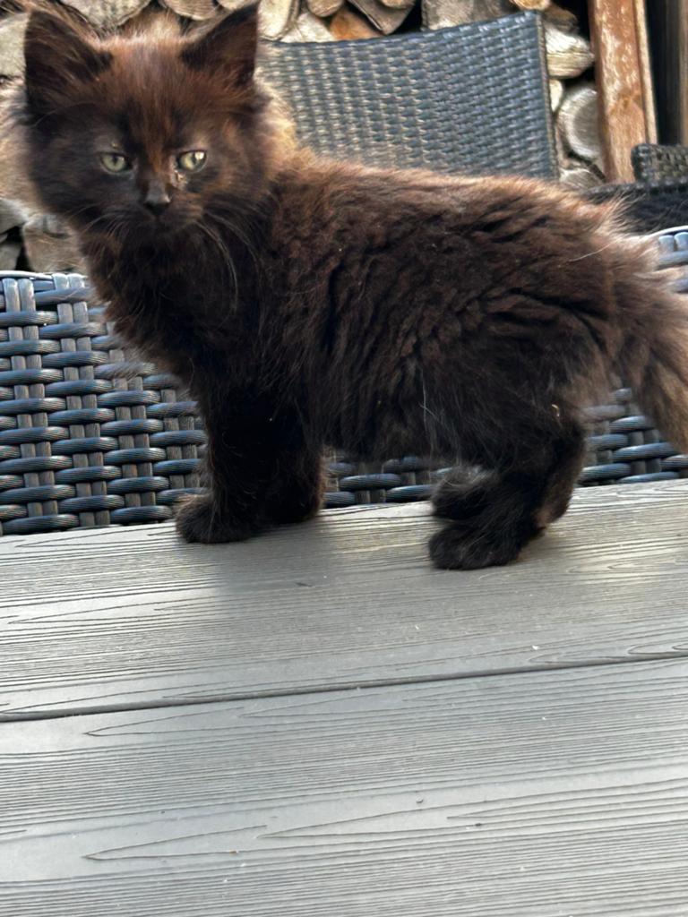 Noorse boskat kittens, Poes