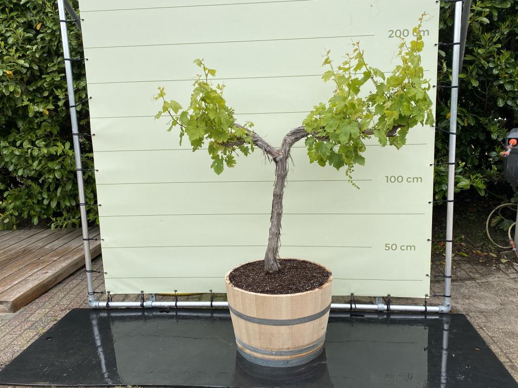 Druif op oude stam in wijnvat - stamomvang 18-22 cm, 100 tot 250 cm, Zomer, Volle zon, In pot