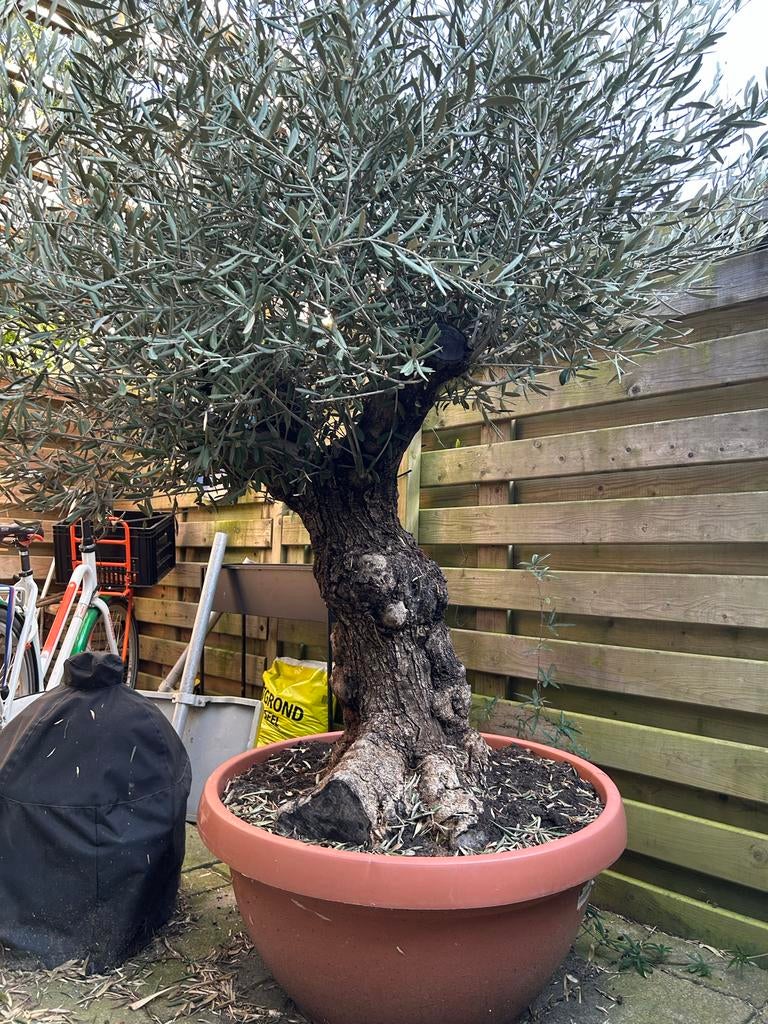 Olijfboom in pot, Overige soorten, Volle zon, Vaste plant, Ophalen of Verzenden