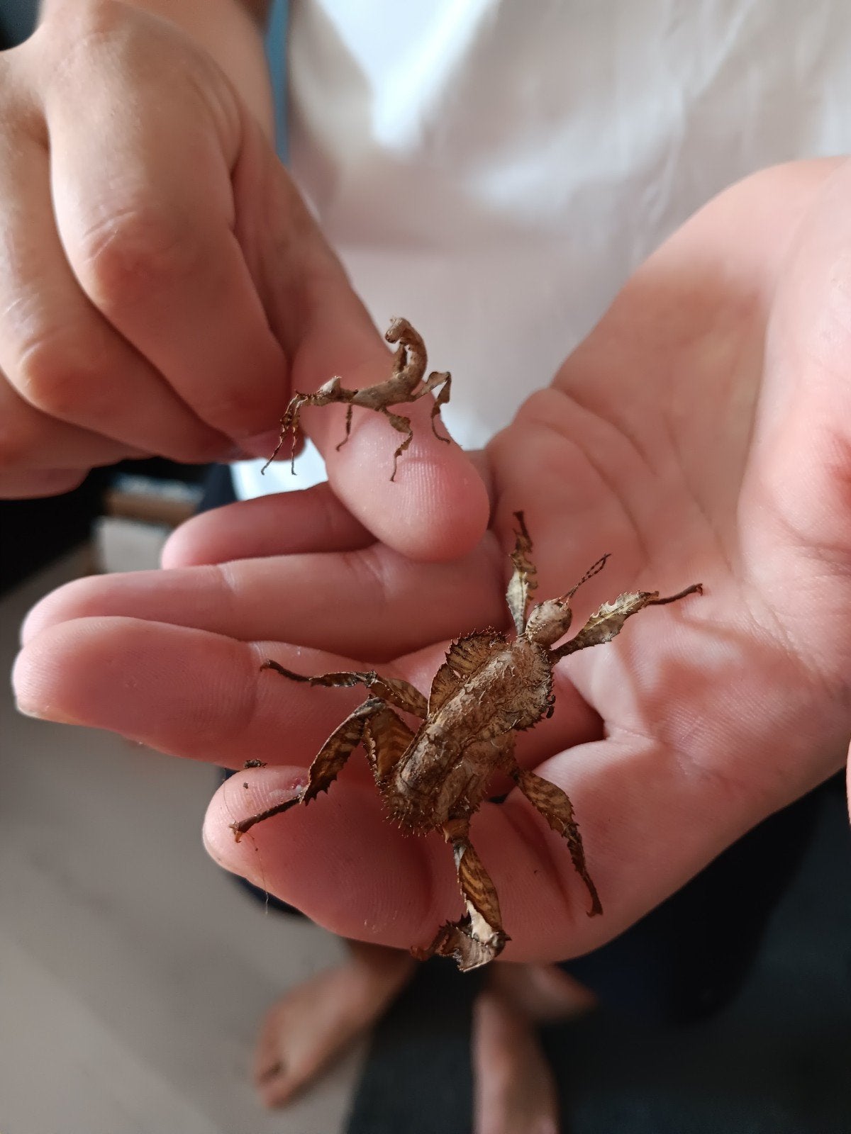 GRATIS Wandelende takken, australishe flappentakken, Overige soorten, Tam, 0 tot 2 jaar