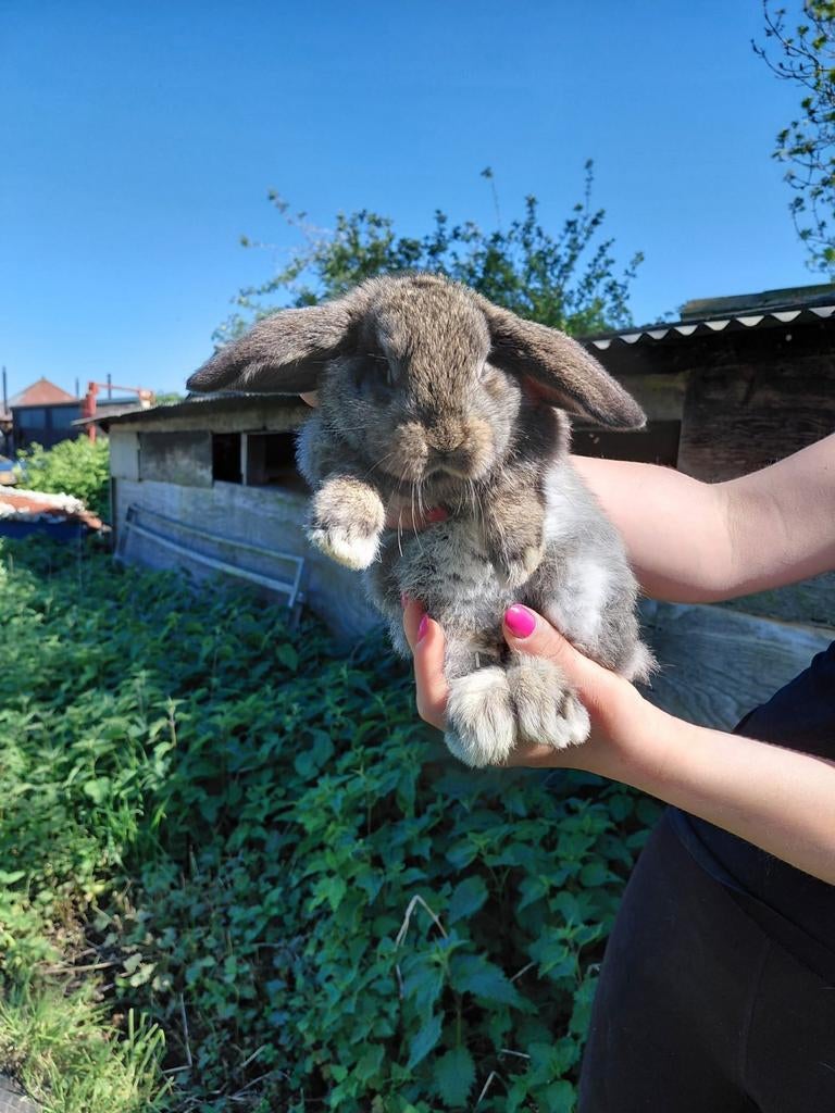 8 weken oude mannetjes hangoor konijnen te koop, Dieren en Toebehoren, Konijnen, Mannelijk, Middelgroot, Hangoor, 0 tot 2 jaar