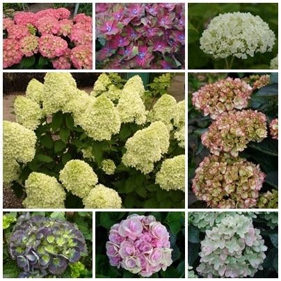 hortensia's /hydrangea heel veel srt. oa annabel, limelight, Vaste plant, Halfschaduw, Zomer, Ophalen