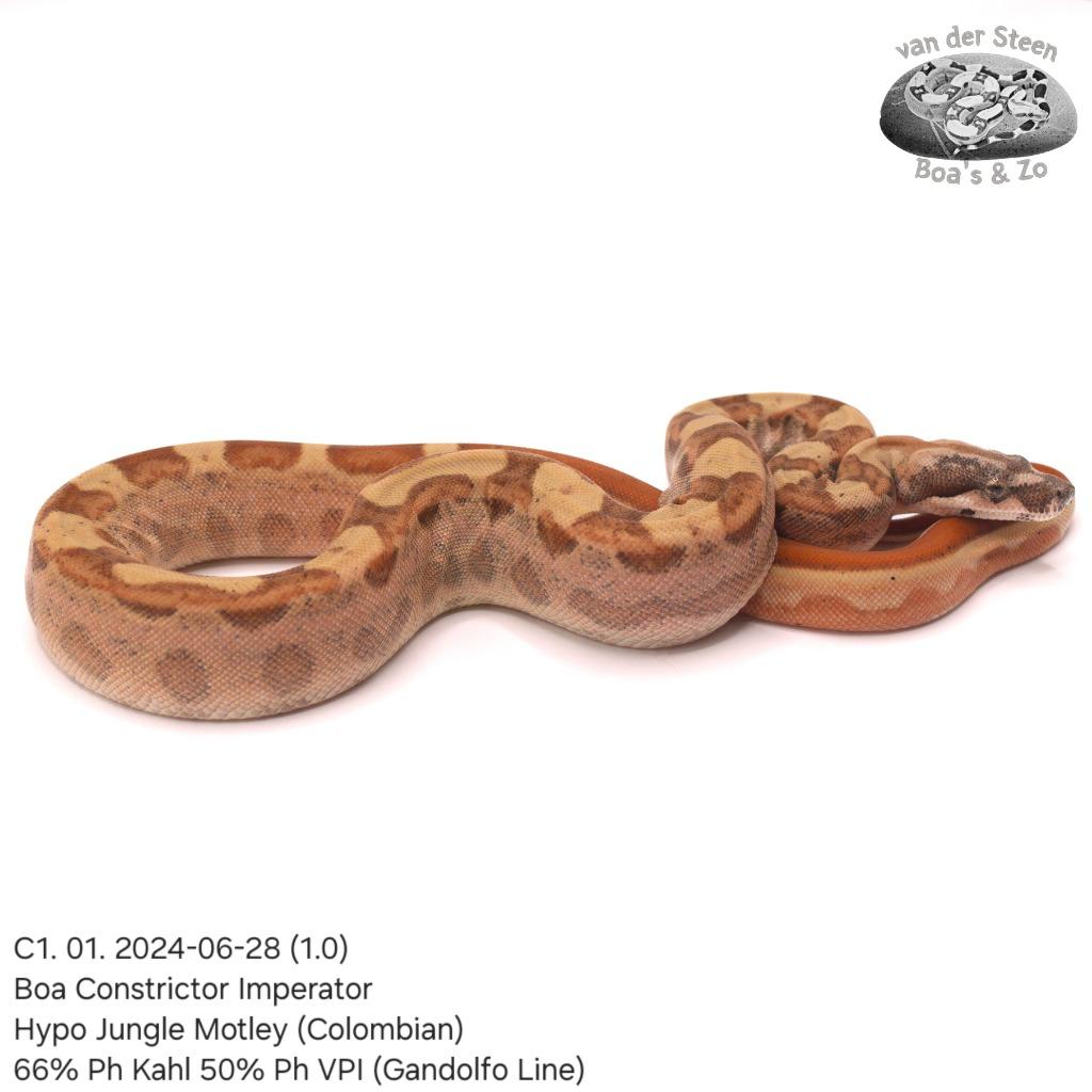 Boa Constrictor C1.2024, Dieren en Toebehoren, Reptielen en Amfibieën, Slang, Tam, 0 tot 2 jaar