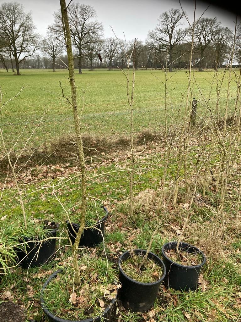 Turkse Hazelaar Solitair - Biologisch & Voordelig!, Tuin en Terras, Planten | Bomen, Ophalen, In pot, Overige soorten