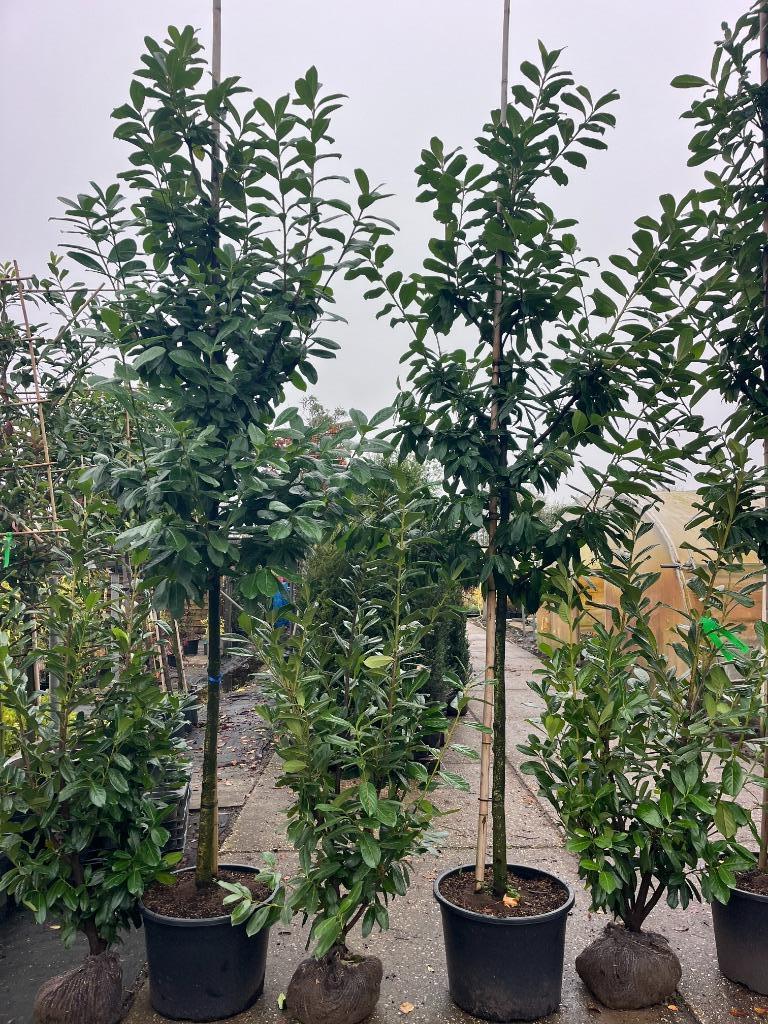 Hoge haag Laurier, Prunus 350 - 400 cm hoog, Tuin en Terras, Planten | Bomen, Ophalen, Bloeit niet, Halfschaduw, Overige soorten