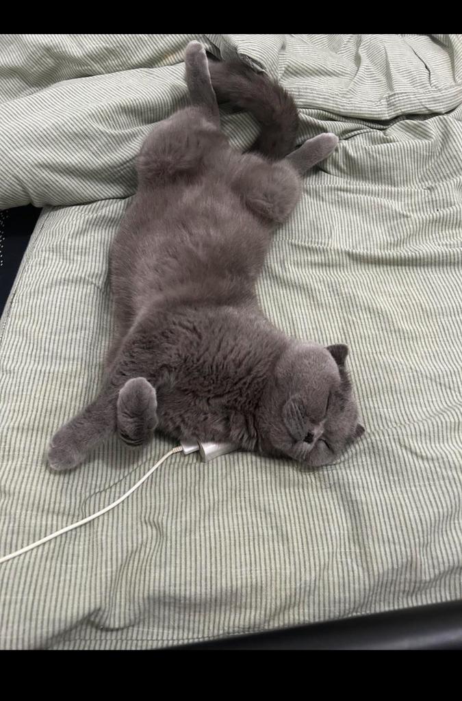 Op zoek naar een kattenjongen voor een kat
