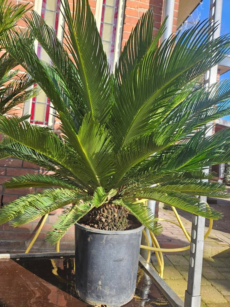 Cycas Revoluta - Stam 20cm hoog, Tuin en Terras, Planten | Tuinplanten, Overige soorten, Volle zon, Vaste plant, Ophalen of Verzenden