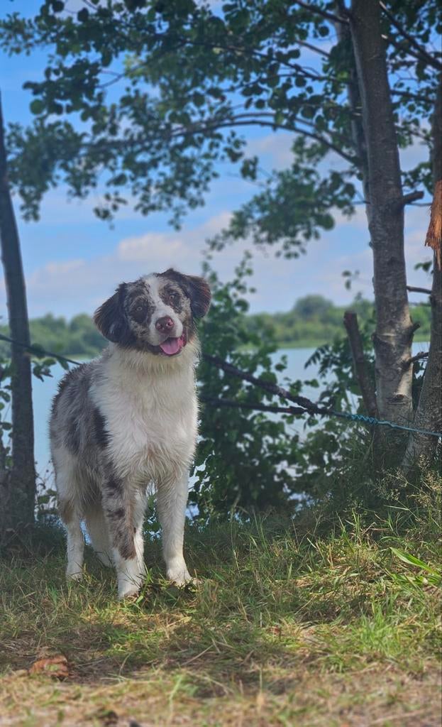 Australian Shepherd Dekreu, Dieren en Toebehoren, Parvo, Reu, 1 tot 2 jaar, Eén hond