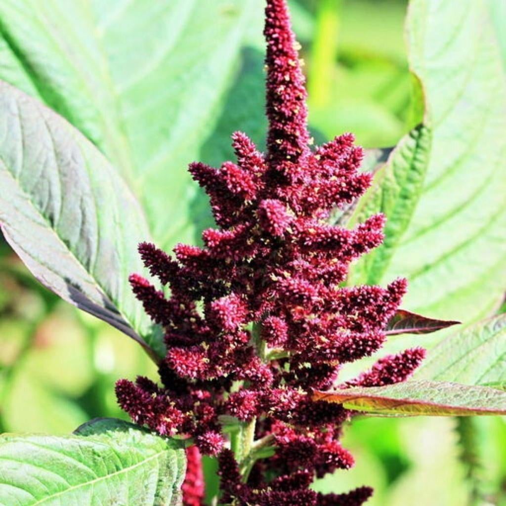 Zaden Amaranthus 'Pygmy Torch' ideale plukbloem, Ophalen of Verzenden, Volle zon