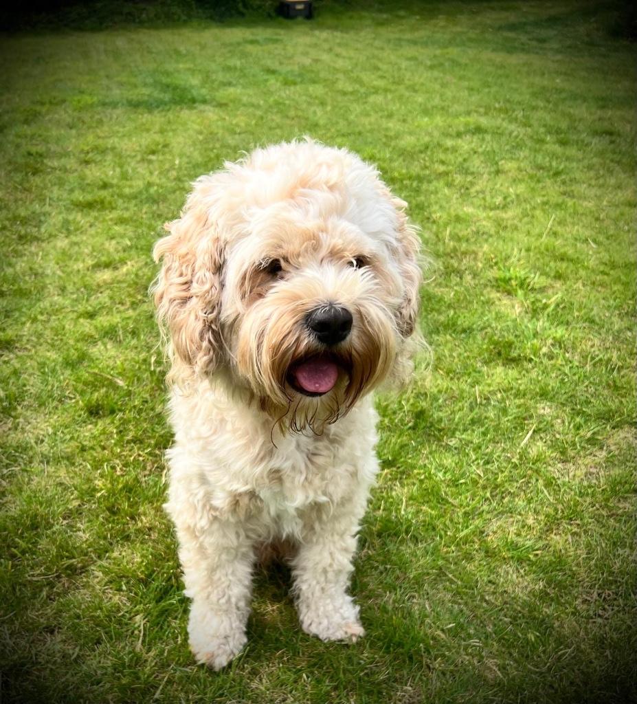 Ervaren, gezonde cockapoo dekreu beschikbaar: lief karakter, Dieren en Toebehoren, Honden | Dekreuen, Reu, Particulier, Eén hond