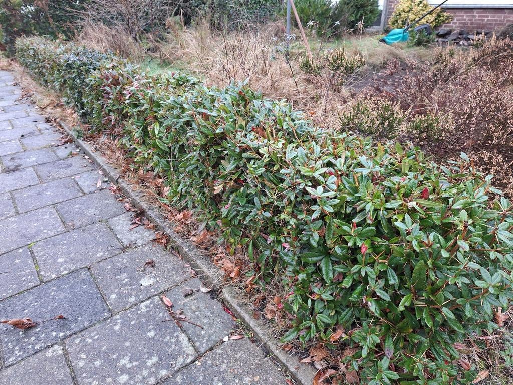 Gratis ophalen struiken  coniferen, Ophalen of Verzenden, Conifeer, 100 tot 250 cm